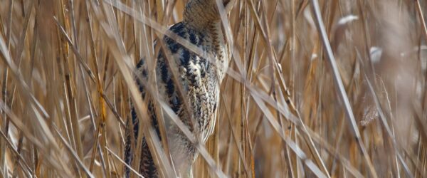 Résumé du rapport – Détermination du volume de roseau à valoriser, inutilisable en couverture, issu de la coupe française ou du réemploi pour préserver la récolte des roselières françaises